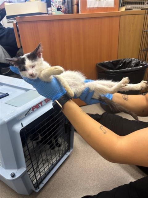 A142836 - Domestic Short Hair available for adoption