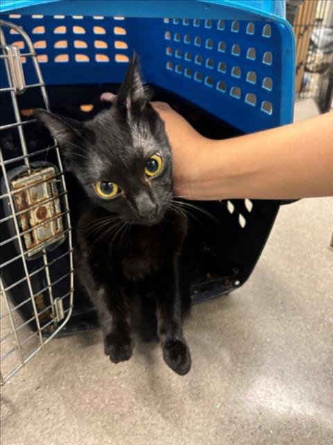 A143006 - Domestic Medium Hair available for adoption