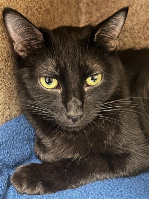 A143006 - Domestic Medium Hair available for adoption