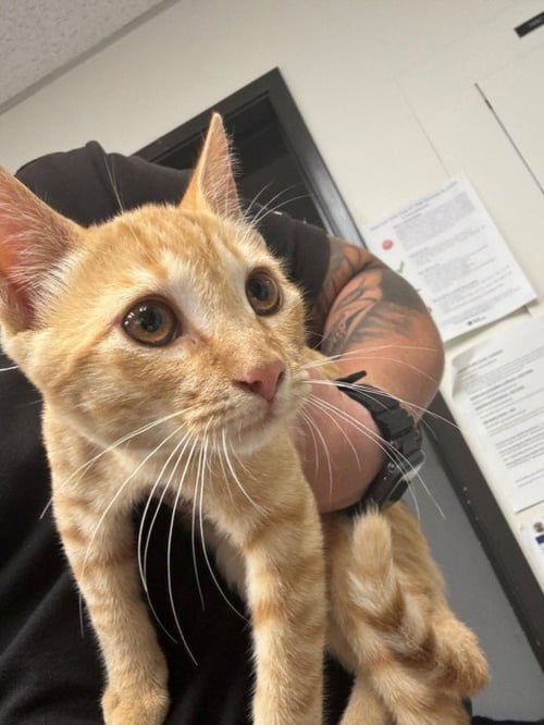 A142793 - Domestic Short Hair available for adoption
