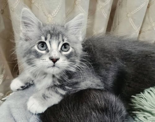 *HUNTER - Domestic Short Hair available for adoption
