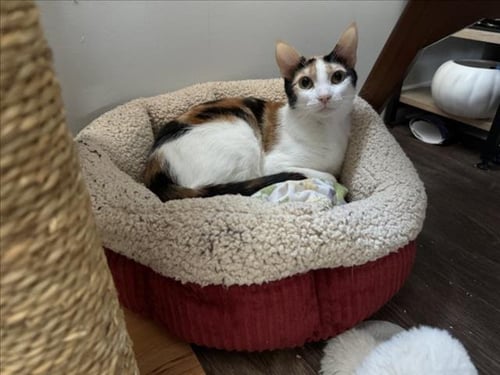 *MOOSE TRACKS - Domestic Short Hair available for adoption