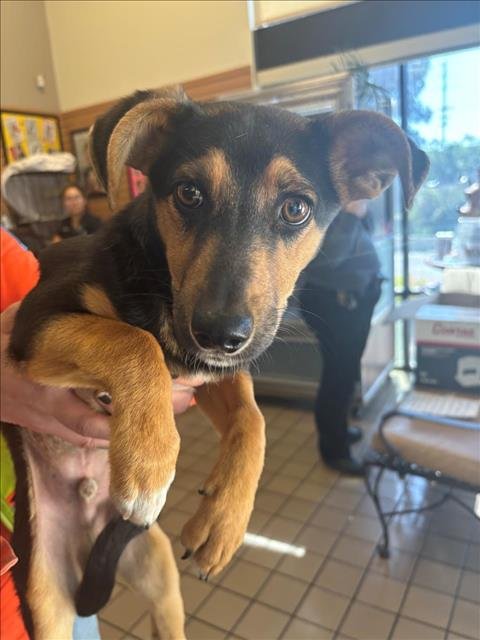 *NELSON - Dachshund available for adoption