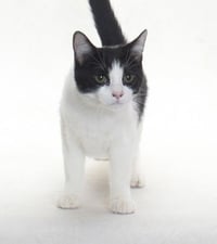 OZZY - Photo 1