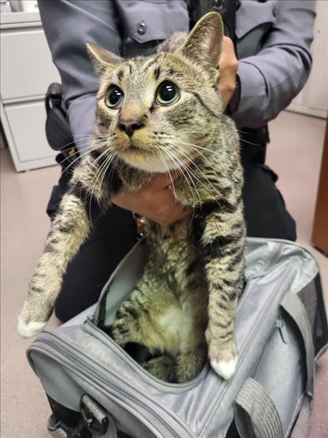 *WAYNE - Domestic Short Hair available for adoption