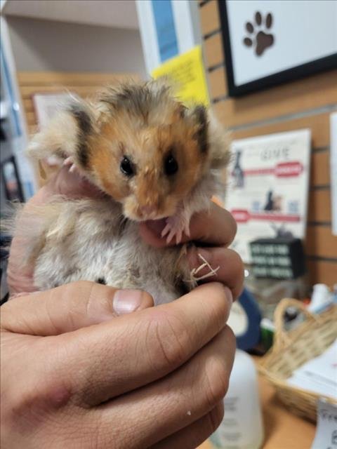 *BRYAN 2.0 - Hamster available for adoption