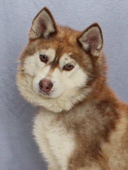 CHARLIE - Alaskan Klee Kai available for adoption