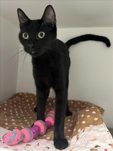 *AMIE - Domestic Short Hair available for adoption