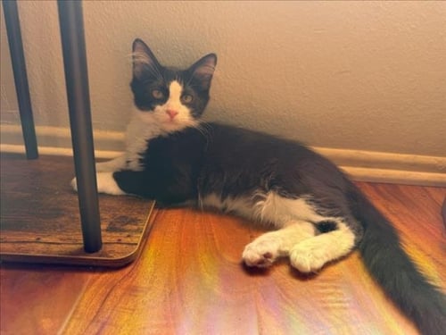 *BRUNO - Domestic Short Hair available for adoption
