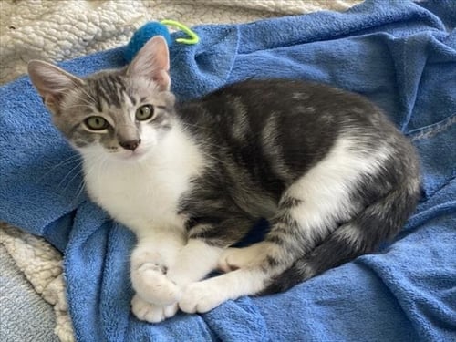 *BENNY - Domestic Short Hair available for adoption