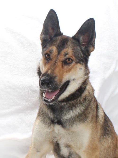 *IRIS - German Shepherd Dog / Australian Kelpie available for adoption