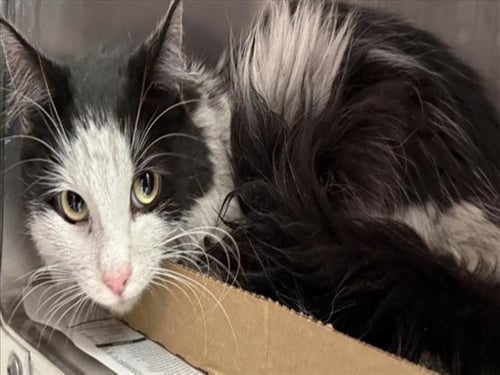 A142161 - Domestic Long Hair available for adoption