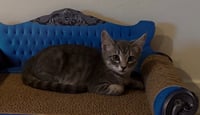 *MR.MISTY - Photo 1
