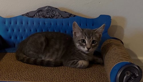 *MR.MISTY - Domestic Medium Hair available for adoption