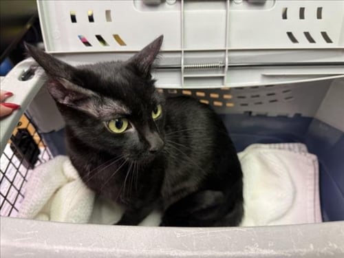 *DIVA - Domestic Short Hair available for adoption