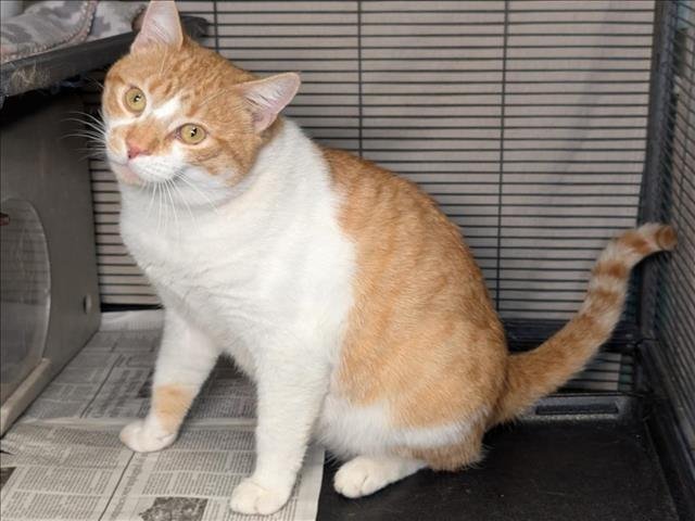 MILO - Domestic Short Hair available for adoption