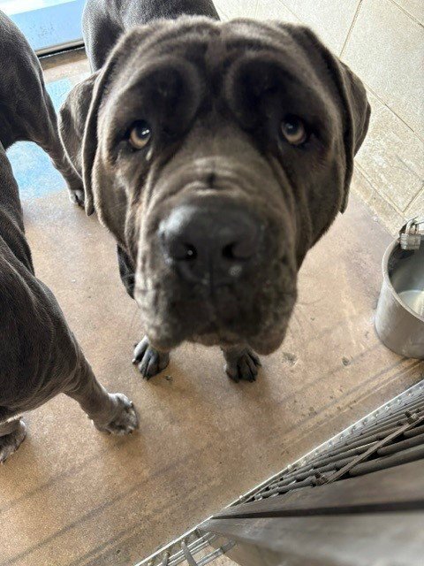 *BRENNAN - Neapolitan Mastiff available for adoption