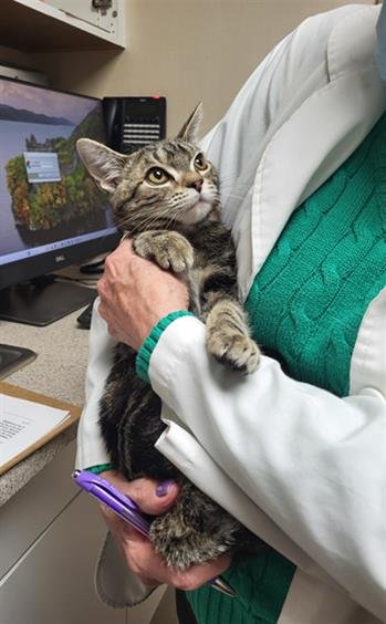 A138240 - Domestic Short Hair available for adoption