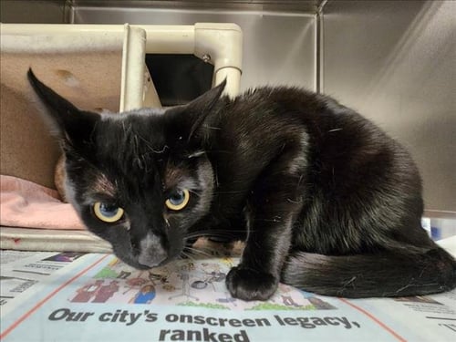 *WILL - Domestic Short Hair available for adoption