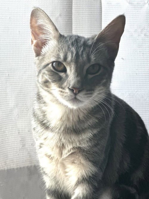 *ASHLEY - Domestic Medium Hair available for adoption