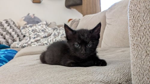 *CAVATAPPI - Domestic Short Hair available for adoption
