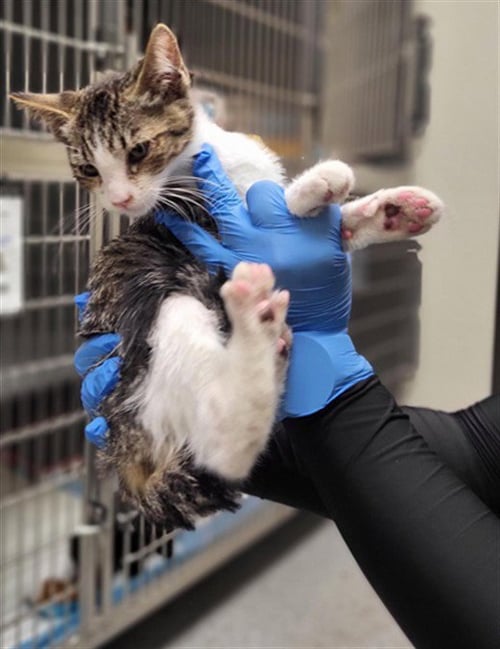 A143588 - Domestic Short Hair available for adoption