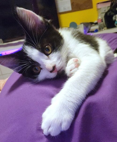 *CHANEL - Domestic Short Hair available for adoption