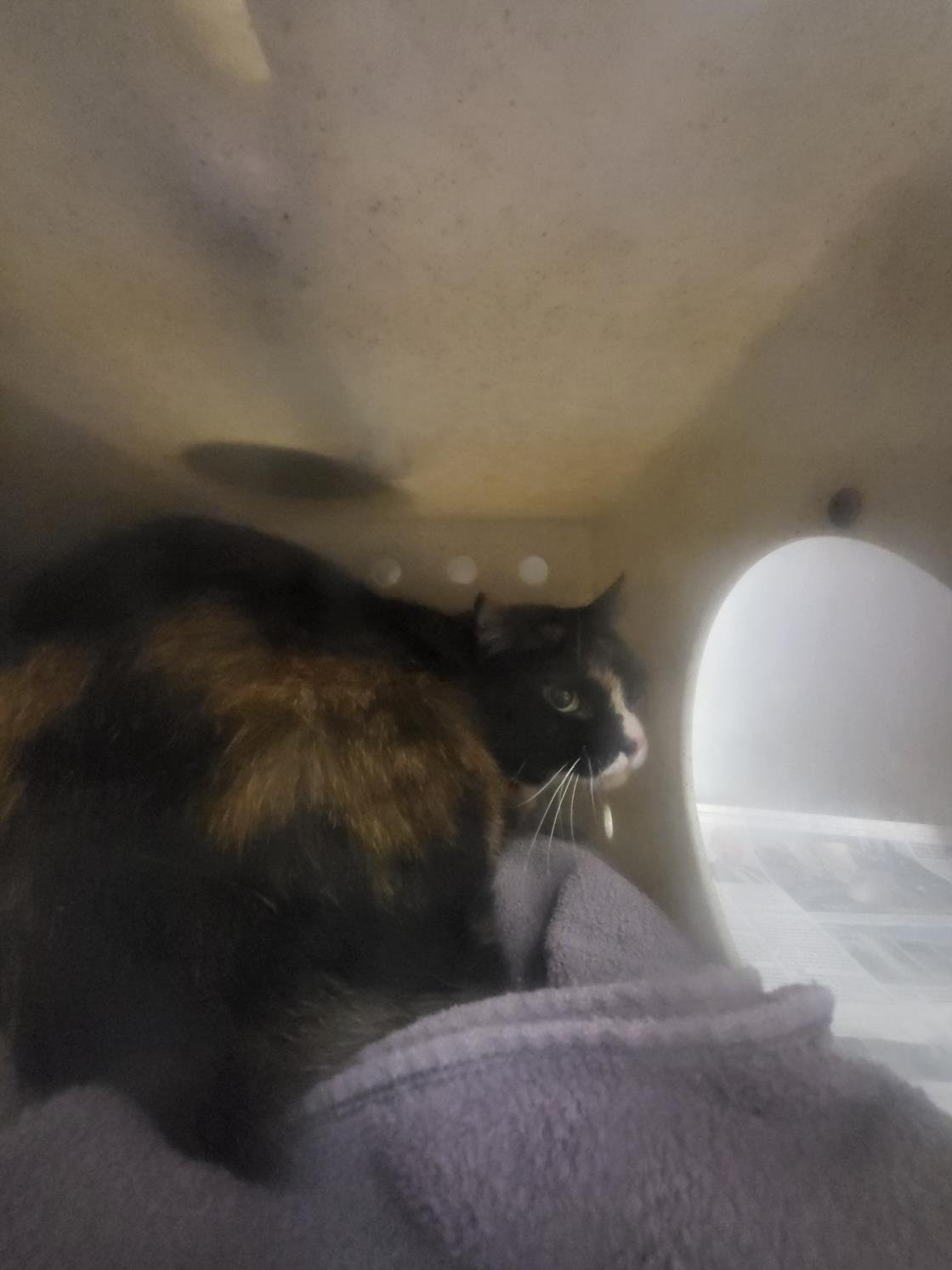 LILLY - Domestic Medium Hair available for adoption