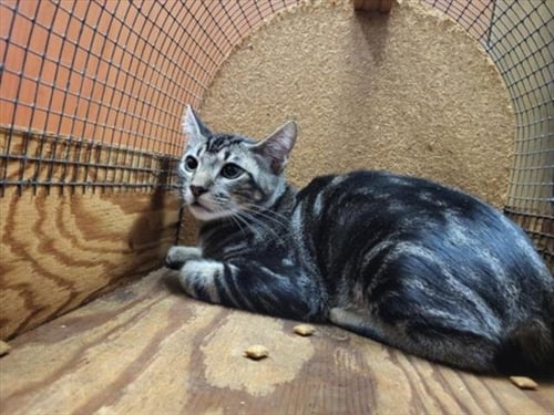 A143105 - Domestic Short Hair available for adoption