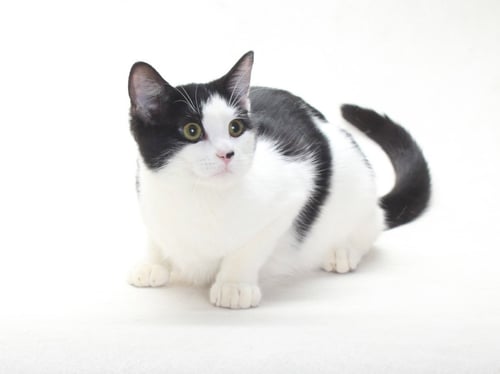BELLA - Domestic Short Hair available for adoption