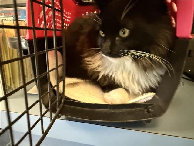 *CARTER - Domestic Long Hair available for adoption