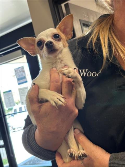 A138966 - Chihuahua available for adoption