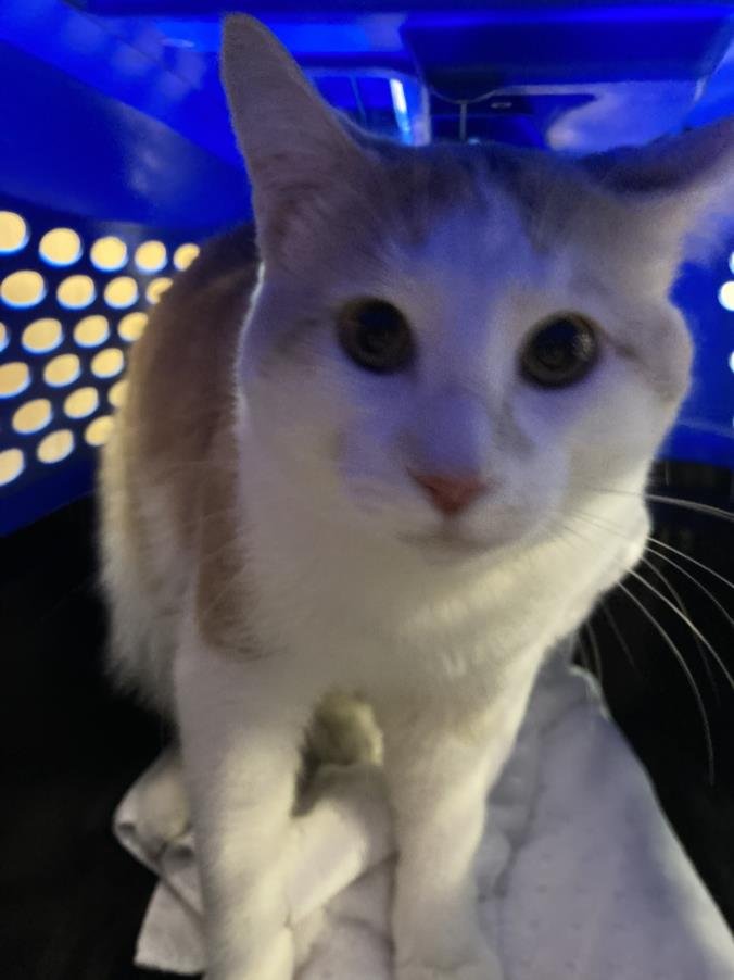 *TOBY - Domestic Short Hair available for adoption