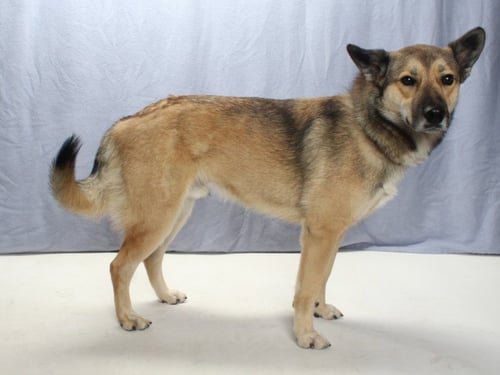 TECATE - German Shepherd Dog available for adoption