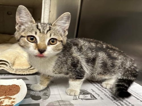 *MYSTIQUE - Domestic Short Hair available for adoption