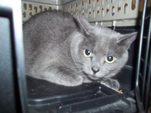 PRINCE - Domestic Short Hair available for adoption