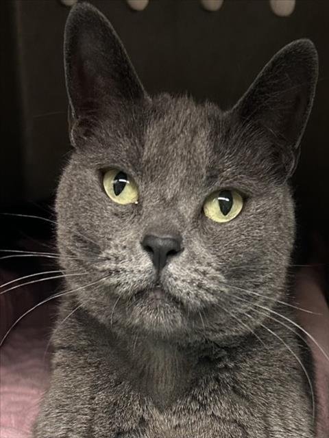 PRINCE - Domestic Short Hair available for adoption