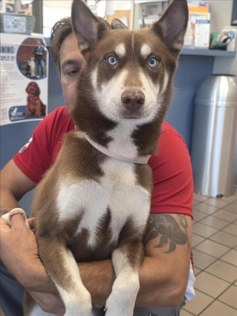 A142701 - Siberian Husky available for adoption