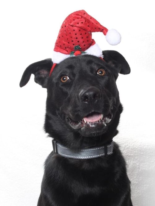 *PETUNIA - Labrador Retriever available for adoption