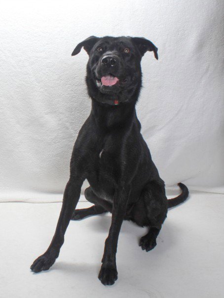 *PETUNIA - Labrador Retriever available for adoption