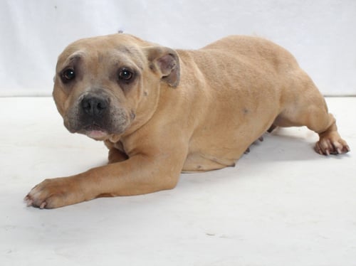 *SOPHIA - Pit Bull Terrier available for adoption