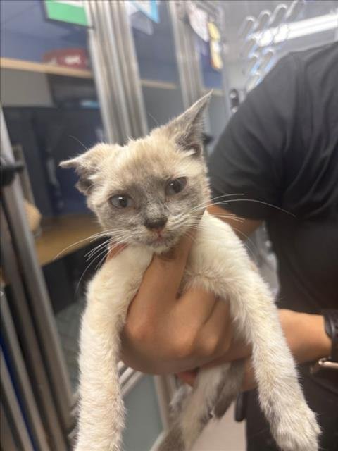 A142520 - Siamese available for adoption