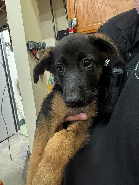 A142858 - German Shepherd Dog available for adoption