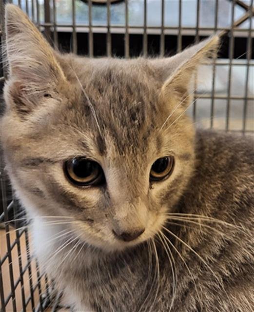 *BEAKER - Domestic Short Hair available for adoption