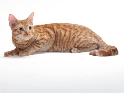 *JUBILEE - Domestic Short Hair available for adoption