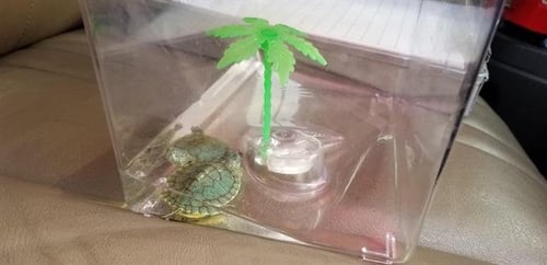 NONE - Turtle available for adoption