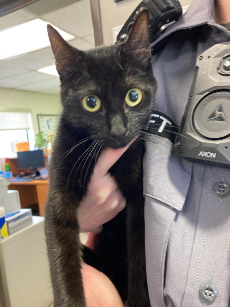 *AMIE - Domestic Short Hair available for adoption