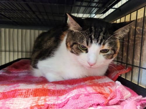NALA - Domestic Short Hair available for adoption