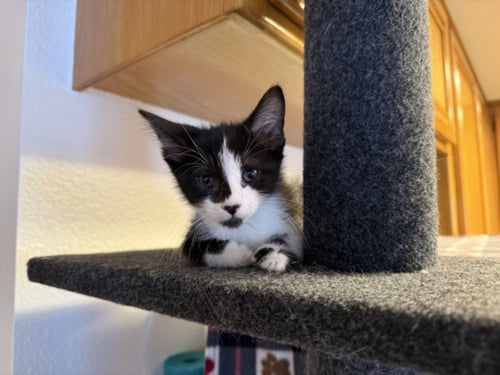*ALBERTA - Domestic Short Hair available for adoption