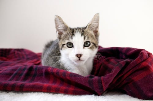 *PRINCE EDWARD - Domestic Short Hair available for adoption